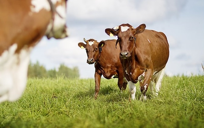 To capture methane at barn