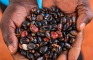 Italian-African Farm to Fuel