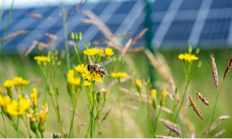 SolarPower Europe and The Nature Conservancy